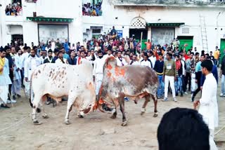 Gopashtami