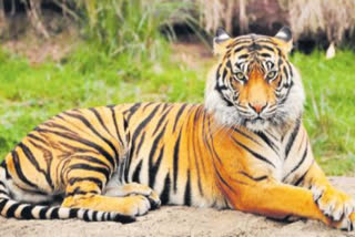 tiger died at nallamala forest