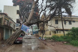 tree fell down due to rain in kollegala