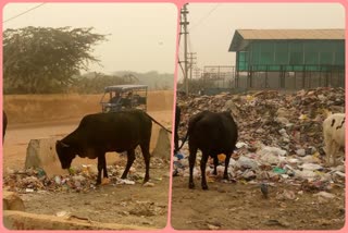 सड़क किनारे कूड़े का अंबार