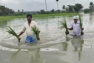 Paddy crops submerged in flood water