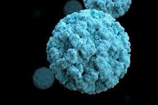 knock of norovirus,  13 patients with norovirus