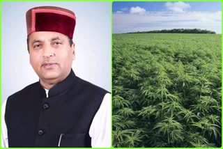 CM Jairam Thakur on cannabis cultivation