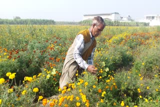 kurukshetra flowers farming