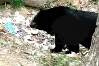 woman injured in bear attack