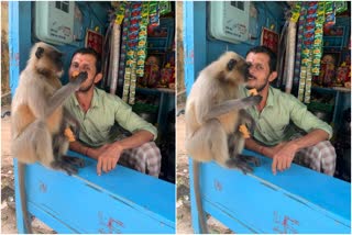 shantayya swamy has been feeding monkeys from five years at raichur
