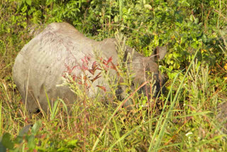 Rhinoceros Death