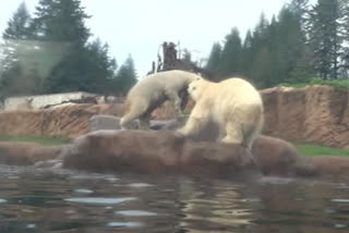 Polar bears