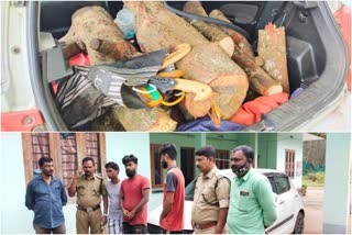 sandalwood theft  sandalwood theft case  100 kg sandalwood seized  100 kg sandalwood seized news  വയനാട്ടിൽ ചന്ദനവേട്ട വാർത്ത  വയനാട്ടിൽ ചന്ദനവേട്ട  100കിലോ ചന്ദനം പിടികൂടി