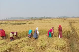 Paddy purchased in Chhattisgarh