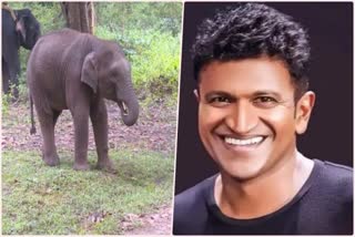 elephant named as puneeth rajkumar