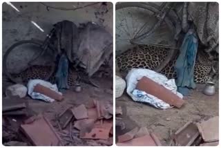 Leopard entered house in Sagar