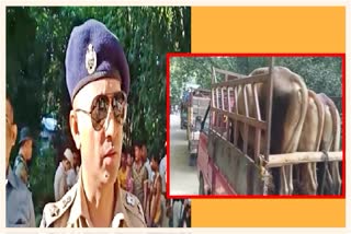 Nagaon police raid against cattle smuggling