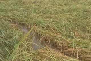 Continue rain fall in nayagarh farmers in tension