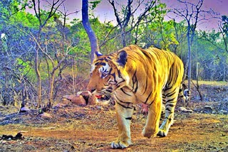 Amrabad Tiger Reserve