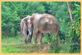 free-wild-elephant-walking-in-chamguri