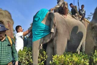 পোন প্ৰথমবাৰৰ বাবে বনৰীয়া হাতীৰ ডিঙিত ৰেডিঅ' কলাৰ সংস্থাপনৰ যো-জা