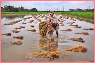 lakhs-of-agricultural-land-in-the-state-has-been-receded-in-the-last-four-years