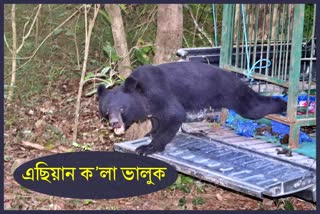 asiatic black bear rescued and sent back to raimona national park