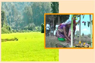 hatikholi and Ranghang cultivator dedicate 200 bigha of paddy for wild elephants