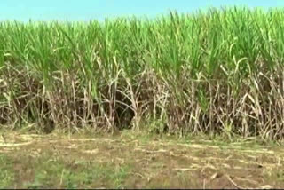 Sugar cane growers problem