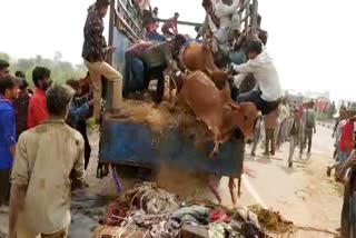 caught trucks full of cattle, Chittorgarh news