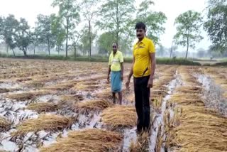 Farmers upset due to unseasonal rain