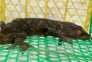 BSF recovers Gecko worth crore from India Bangladesh border 6 detained
