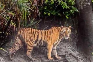 tiger attacks calf in chikmagalore