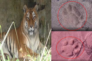 a tiger wandering at Kannapuram forest range