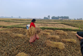 Jharkhand weather update Danger to damage paddy crop due to drizzle