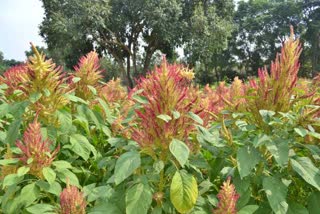 kbga -15 amaranth leaves seeds can use as a food grains