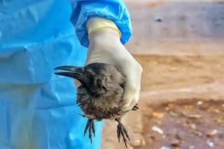 برڈ فلو سے تقریباً 200 مہاجر پرندوں کی موت