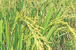 paddy cultivation requires, telangana crops cultivation