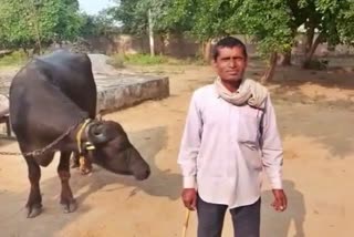 Buffalo not giving milk