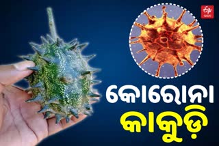 କୋରୋନା କାଳରେ ଭାଇରସ ଆକୃତିର କାକୁଡ଼ି, ଜମୁଛି ଦେଖଣାହାରୀଙ୍କ ଭିଡ଼