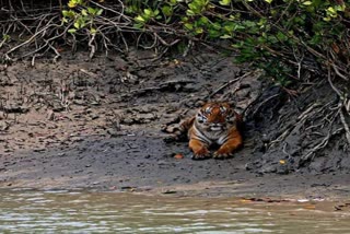Sundarbans Tiger Attack