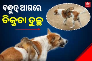 ବିରଳ ଦୃଶ୍ୟ: କୁକୁର ପିଠିରେ ବସି ସହର ବୁଲିଲା ମାଙ୍କଡ଼