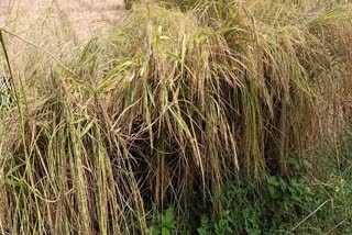 harvested crop kept in the field was ruined