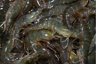 prawn industry will boost commun people income