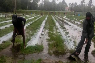 crops damaged  crops damaged news  crops destroyed news  crops destroyed  rain crops destroyed news  rain crops destroyed  alappuzha crops destroyed news  alappuzha crops destroyed  alappuzha heavy rain crops destroyed  alappuzha heavy rain crops destroyed news  alappuzha heavy rain extensive damage  alappuzha heavy rain extensive damage news  alappuzha heavy rain  alappuzha heavy rain latest news  alappuzha heavy rain farmers news  alappuzha heavy rain agriculture news  alappuzha heavy rain agriculture  alappuzha rain  alappuzha rain news  alappuzha rain agriculture news  ആലപ്പുഴ കനത്ത മഴ  ആലപ്പുഴ കനത്ത മഴ വാര്‍ത്ത  ആലപ്പുഴ കൃഷിനാശം  ആലപ്പുഴ കൃഷിനാശം വാര്‍ത്ത  ആലപ്പുഴ മഴ കൃഷിനാശം വാര്‍ത്ത  ആലപ്പുഴ മഴ കൃഷിനാശം  കൃഷിനാശം  കൃഷിനാശം വാര്‍ത്ത  കനത്ത മഴ കൃഷിനാശം വാര്‍ത്ത  കനത്ത മഴ കൃഷിനാശം  ആലപ്പുഴ മഴ കൃഷിനാശം  ആലപ്പുഴ മഴ കൃഷിനാശം വാര്‍ത്ത  മഴക്കെടുതി കൃഷി വാര്‍ത്ത  ആലപ്പുഴ കൃഷി പുതിയ വാര്‍ത്ത  ആലപ്പുഴ മഴ പച്ചക്കറി കര്‍ഷകര്‍ വാര്‍ത്ത  ആലപ്പുഴ മഴ പച്ചക്കറി കര്‍ഷകര്‍  ആലപ്പുഴ മഴ കര്‍ഷകര്‍ ദുരിതം വാര്‍ത്ത  ആലപ്പുഴ മഴ കര്‍ഷകര്‍ ദുരിതം  കര്‍ഷകര്‍ ദുരിതം വാര്‍ത്ത  മഴ കര്‍ഷകര്‍ ദുരിതം വാര്‍ത്ത  മഴക്കെടുതി കൃഷിനാശം വാര്‍ത്ത  മഴക്കെടുതി കൃഷിനാശം  ആലപ്പുഴ മഴക്കെടുതി കൃഷിനാശം വാര്‍ത്ത  ആലപ്പുഴ മഴക്കെടുതി കൃഷിനാശം