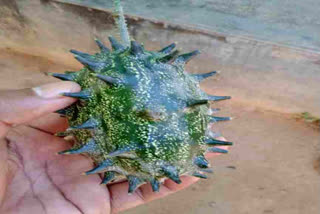 corona virus shaped cucumber  corona virus shaped cucumber news  spiky cucumber  spiky cucumber news  odisha spiky cucumber news  odisha spiky cucumber  odisha corona virus shaped cucumber news  odisha corona virus shaped cucumber  കൊറോണ വെള്ളരി  കൊറോണ വെള്ളരി വാര്‍ത്ത  വെള്ളരി വാര്‍ത്ത  വെള്ളരി കൊറോണ  വെള്ളരി കൊറോണ വാര്‍ത്ത  വെള്ളരി കൊറോണ രൂപം വാര്‍ത്ത  വെള്ളരി കൊറോണ രൂപം  കൗതുക വെള്ളരി  കൗതുക വെള്ളരി വാര്‍ത്ത  ഒഡീഷ കൊറോണ വെള്ളരി വാര്‍ത്ത  ഒഡീഷ കൊറോണ വെള്ളരി  ഒഡീഷ വെള്ളരി വാര്‍ത്ത  ഒഡീഷ വെള്ളരി