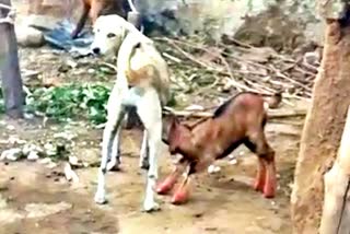 female dog fed milk to goat baby