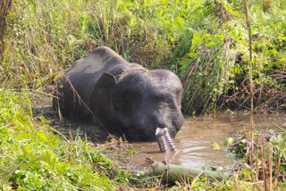 Wild elephant rescued from mud
