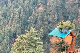 Kullu tree house