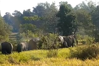 group of 32 elephants is creating ruckus
