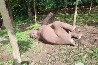 Palakkad elephant death  പാലക്കാട് ആനക്കല്ല് കുട്ടിയാന ഷോക്കേറ്റ് ചെരിഞ്ഞു  സ്വകാര്യ എസ്റ്റേറ്റ് പാലക്കാട് ആനക്കല്ല് മോട്ടർപുര  പാലക്കാട് വാര്‍ത്ത  ഷോക്കേറ്റ് മരണം പാലക്കാട്  പാലക്കാട് വനമേഖല ഷോക്കേറ്റ് മരണം  PALAKKAD AANAKKALLU  Elephant electrocuted to death  kerala elephants death stories