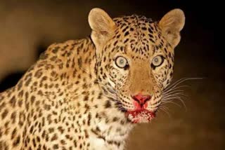 leopard terror in jeolikote nainital