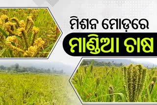 ଶିଳ୍ପ ଜିଲ୍ଲାକୁ ପୁଣି ଫେରିଲା ମାଣ୍ଡିଆ, ମିଶନ ମୋଡ଼ରେ ହେଉଛି ଚାଷ