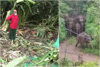 wild elephant attack  wild elephant attack news  idukki wild elephant attack news  idukki wild elephant attack  idukki high range wild elephant attack news  idukki high range wild elephant attack  elephant attack latest news  elephant herd  കാട്ടാന ശല്യം  കാട്ടാന ശല്യം വാര്‍ത്ത  കാട്ടാന ശല്യം രൂക്ഷം വാര്‍ത്ത  കാട്ടാന ശല്യം രൂക്ഷം  ഇടുക്കി കാട്ടാന ശല്യം വാര്‍ത്ത  ഇടുക്കി കാട്ടാന ശല്യം  ഇടുക്കി ഹൈറേഞ്ച് കാട്ടാന ശല്യം വാര്‍ത്ത  ഇടുക്കി ഹൈറേഞ്ച് കാട്ടാന ശല്യം  ഹൈറേഞ്ച് കാട്ടാന ശല്യം  കാട്ടാനക്കൂട്ടം വാര്‍ത്ത  കാട്ടാന ജനവാസ മേഖല വാര്‍ത്ത